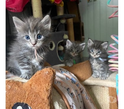 Vente animaux Stosswihr Haut-Rhin - Photos Vivastreet Maine coon Disponible