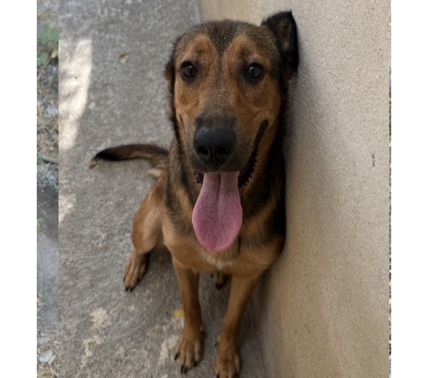 Beziers - Hérault — BIGOUDI, chien type berger, 1 an non lof