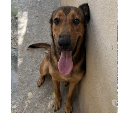 Don animaux Beziers Hérault - Photos Vivastreet BIGOUDI, chien type berger, 1 an non lof
