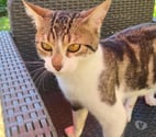 ZAZOU, à adopter