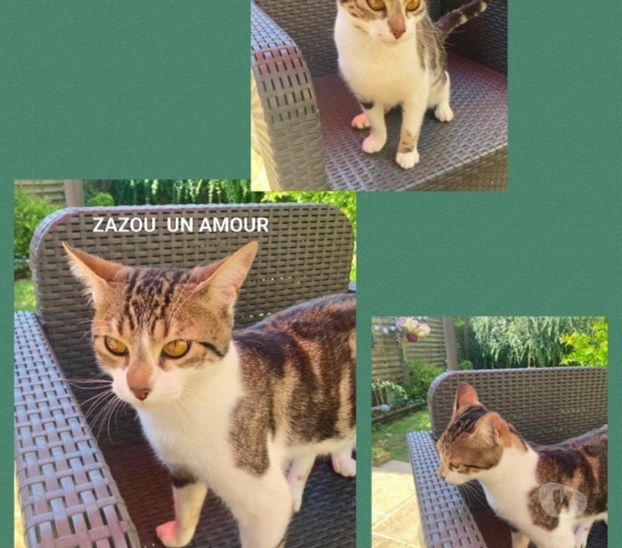 Don animaux Val-d'Oise Soisy sous Montmorency - 95230 - Photos Vivastreet ZAZOU, à adopter