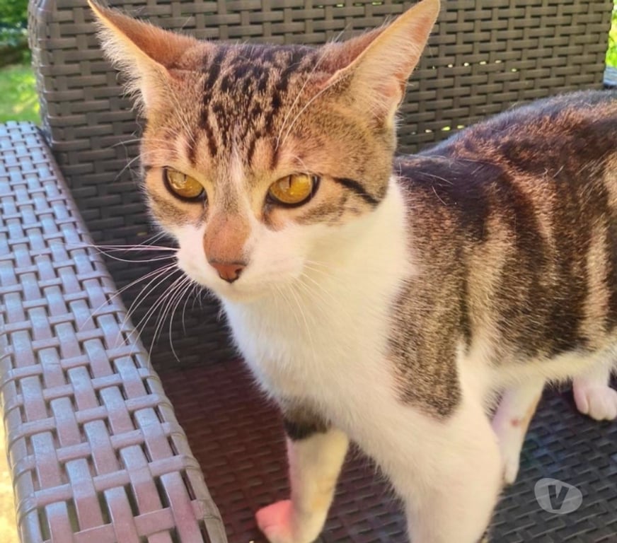 Don animaux Val-d'Oise Soisy sous Montmorency - 95230 - Photos Vivastreet ZAZOU, à adopter