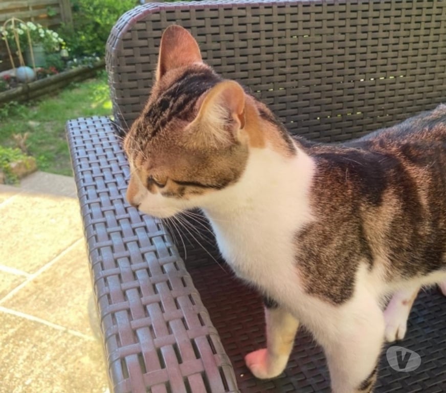 Don animaux Val-d'Oise Soisy sous Montmorency - 95230 - Photos Vivastreet ZAZOU, à adopter