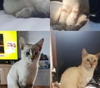 St Sylvestre sur Lot - Lot-et-Garonne — 2 chatons type européen male