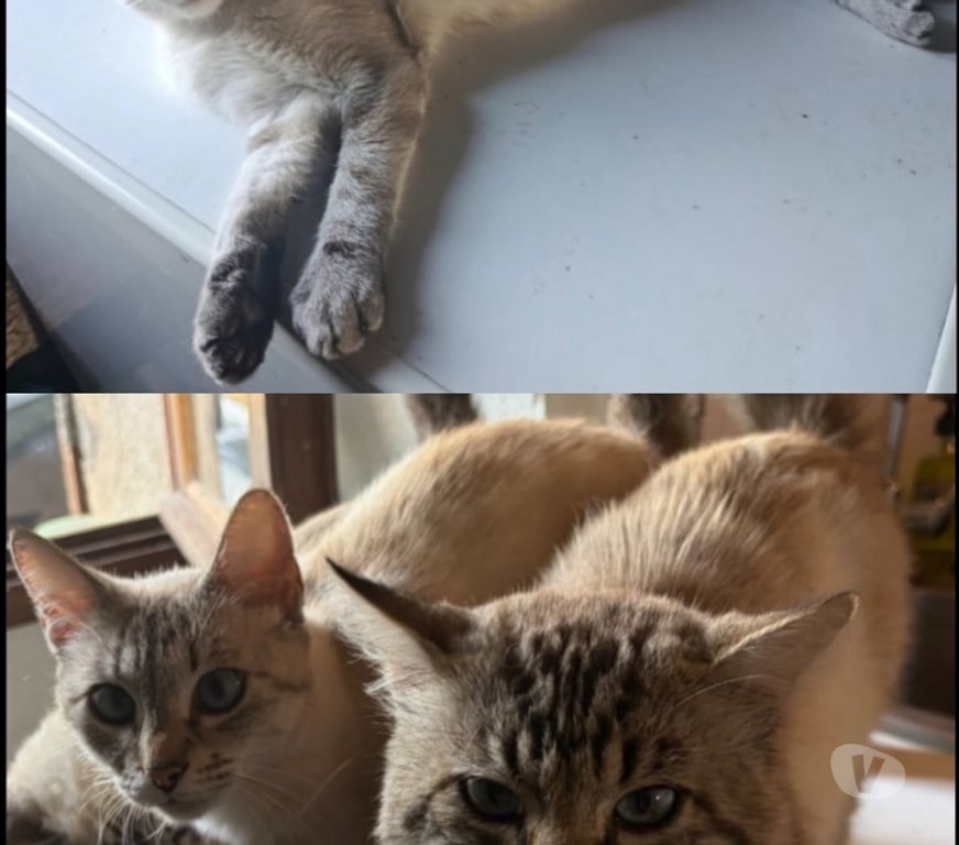 Don animaux Lot-et-Garonne St Sylvestre sur Lot - 47140 - Photos Vivastreet 2 chatons type européen male