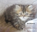 Javaugues - Haute-Loire — MAGNIFIQUE CHATON PERSAN FEMELLE LOOF
