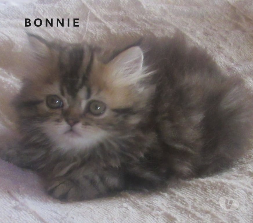 Vente Haute-Loire Javaugues - 43100 - Photos Vivastreet MAGNIFIQUE CHATON PERSAN FEMELLE LOOF