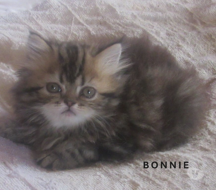 Vente Haute-Loire Javaugues - 43100 - Photos Vivastreet MAGNIFIQUE CHATON PERSAN FEMELLE LOOF