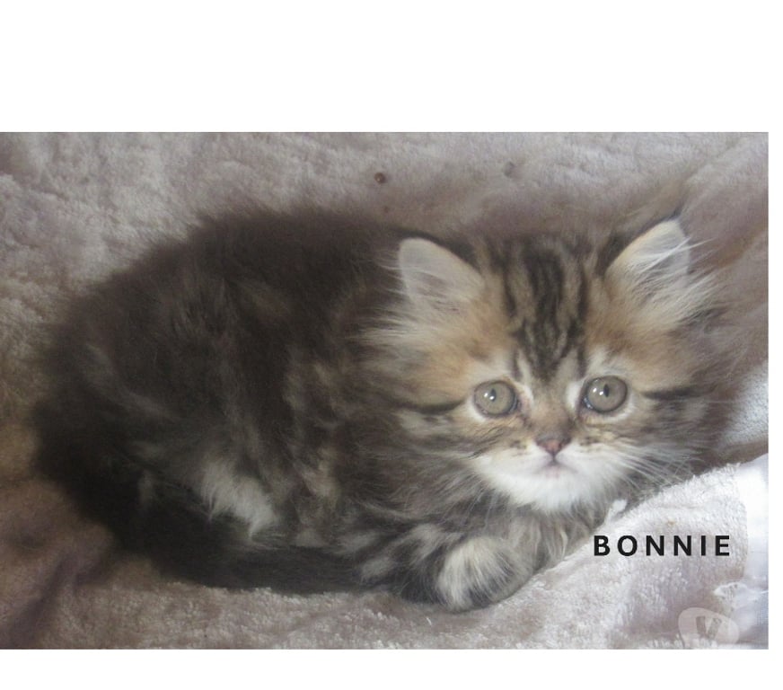 Vente Haute-Loire Javaugues - 43100 - Photos Vivastreet MAGNIFIQUE CHATON PERSAN FEMELLE LOOF