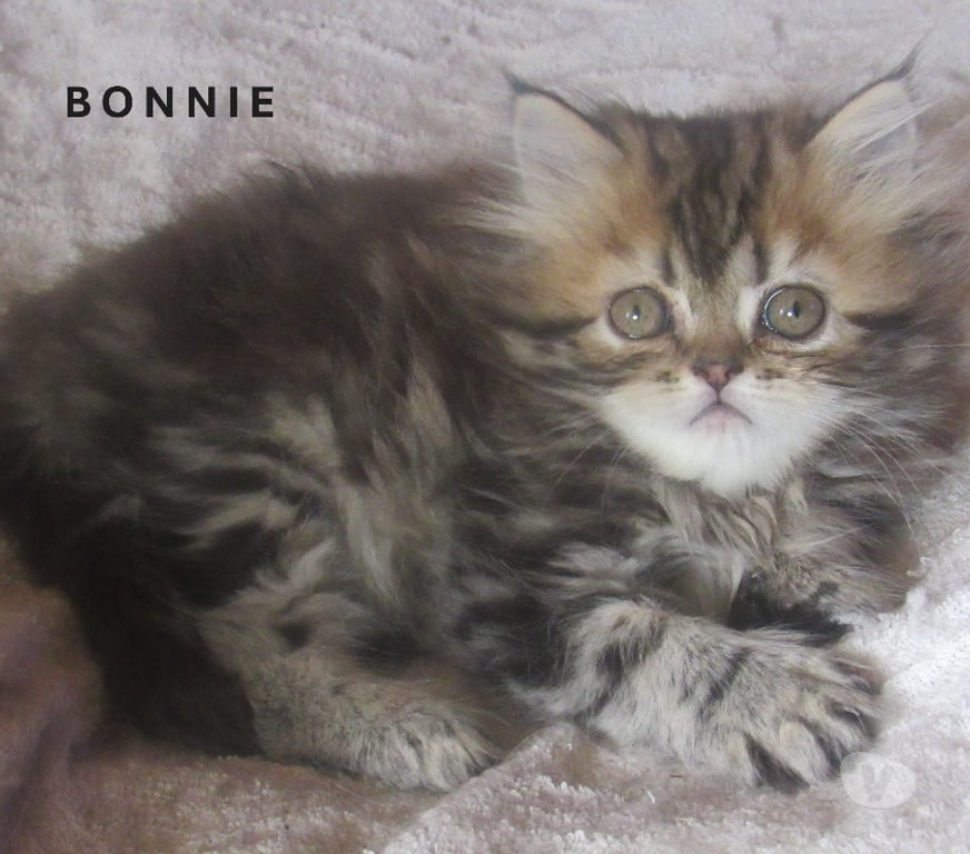 Vente Haute-Loire Javaugues - 43100 - Photos Vivastreet MAGNIFIQUE CHATON PERSAN FEMELLE LOOF