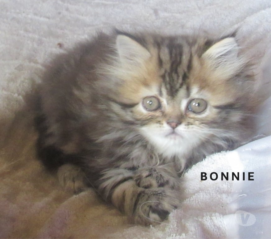 Vente Haute-Loire Javaugues - 43100 - Photos Vivastreet MAGNIFIQUE CHATON PERSAN FEMELLE LOOF