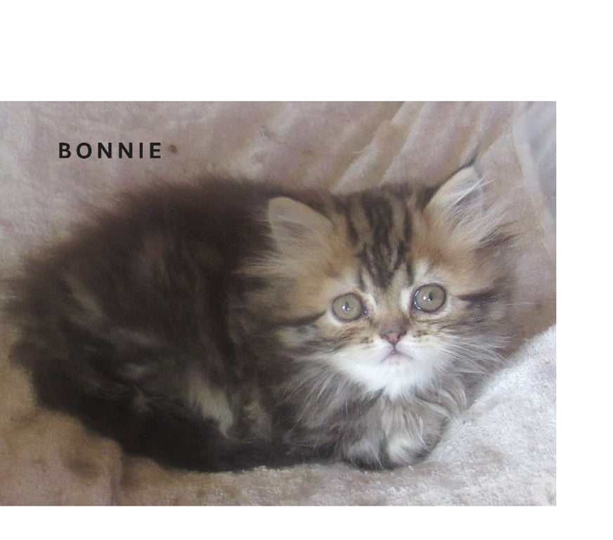 Vente Haute-Loire Javaugues - 43100 - Photos Vivastreet MAGNIFIQUE CHATON PERSAN FEMELLE LOOF