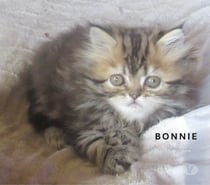 Photos Vivastreet MAGNIFIQUE CHATON PERSAN FEMELLE LOOF