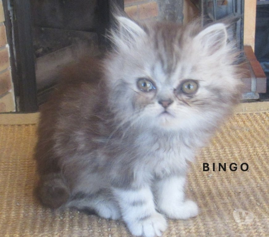 Vente Haute-Loire Javaugues - 43100 - Photos Vivastreet 3 SUPERBES CHATONS PERSANS MALES LOOF A RESERVER