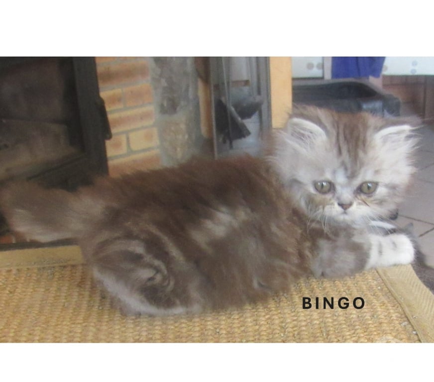 Vente Haute-Loire Javaugues - 43100 - Photos Vivastreet 3 SUPERBES CHATONS PERSANS MALES LOOF A RESERVER