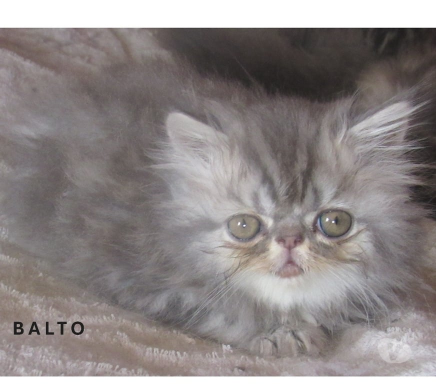 Vente Haute-Loire Javaugues - 43100 - Photos Vivastreet 3 SUPERBES CHATONS PERSANS MALES LOOF A RESERVER