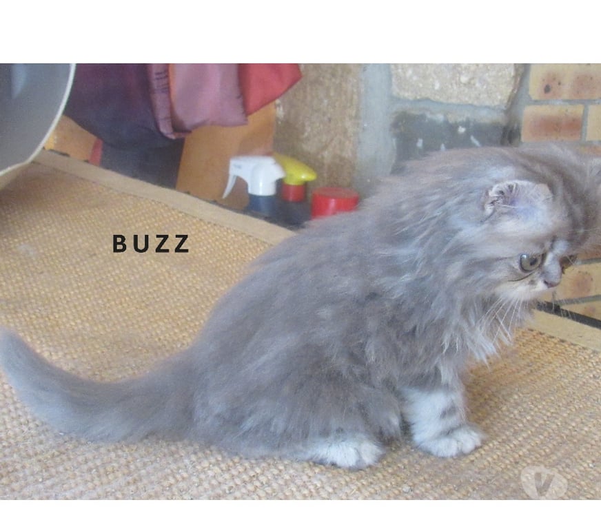 Vente Haute-Loire Javaugues - 43100 - Photos Vivastreet 3 SUPERBES CHATONS PERSANS MALES LOOF A RESERVER