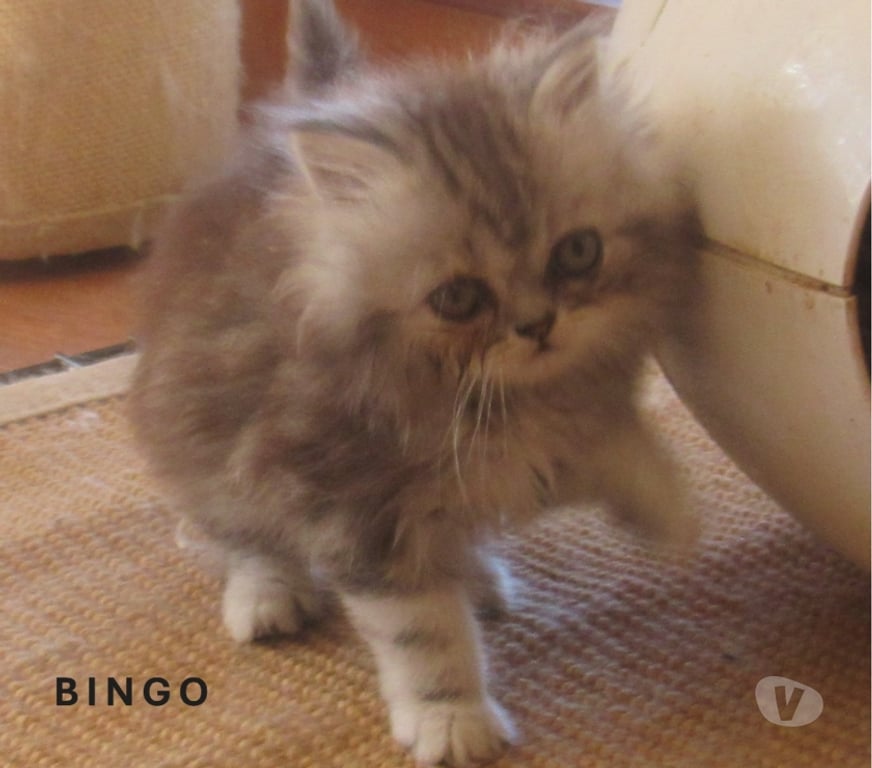 Vente Haute-Loire Javaugues - 43100 - Photos Vivastreet 3 SUPERBES CHATONS PERSANS MALES LOOF A RESERVER