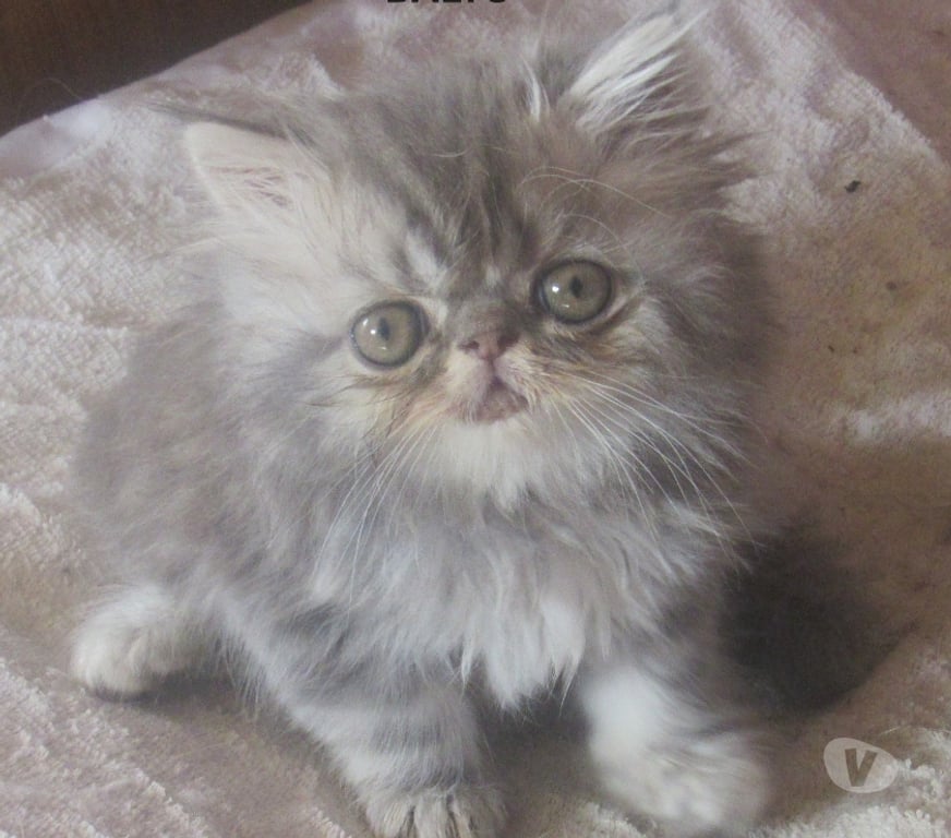 Vente Haute-Loire Javaugues - 43100 - Photos Vivastreet 3 SUPERBES CHATONS PERSANS MALES LOOF A RESERVER