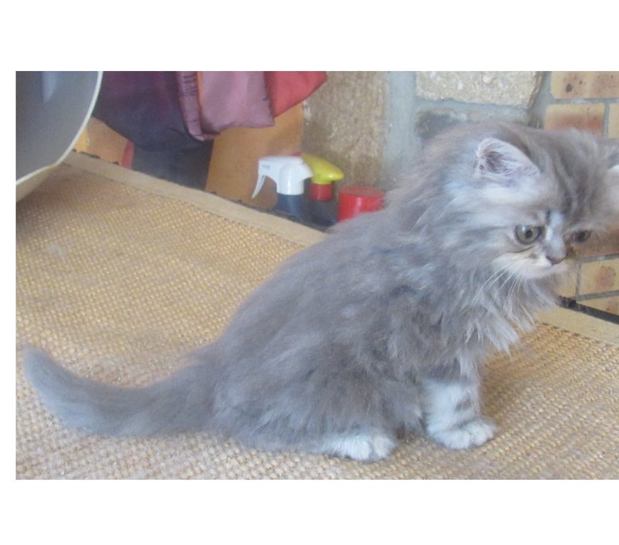 Vente Haute-Loire Javaugues - 43100 - Photos Vivastreet 3 SUPERBES CHATONS PERSANS MALES LOOF A RESERVER