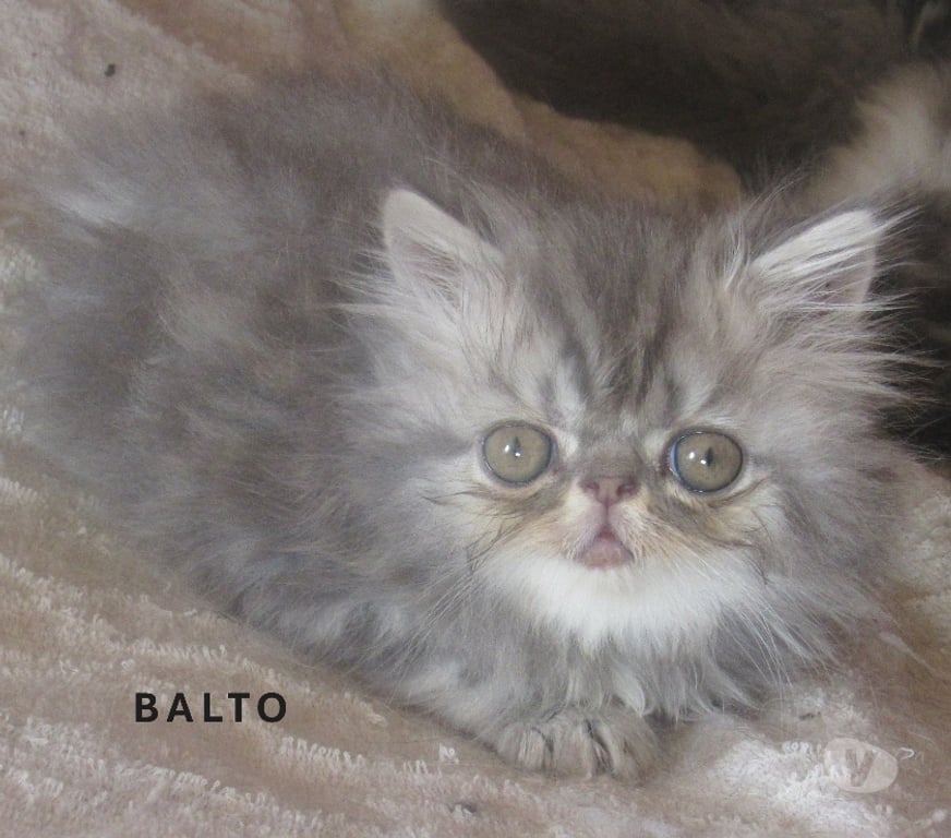 Vente Haute-Loire Javaugues - 43100 - Photos Vivastreet 3 SUPERBES CHATONS PERSANS MALES LOOF A RESERVER