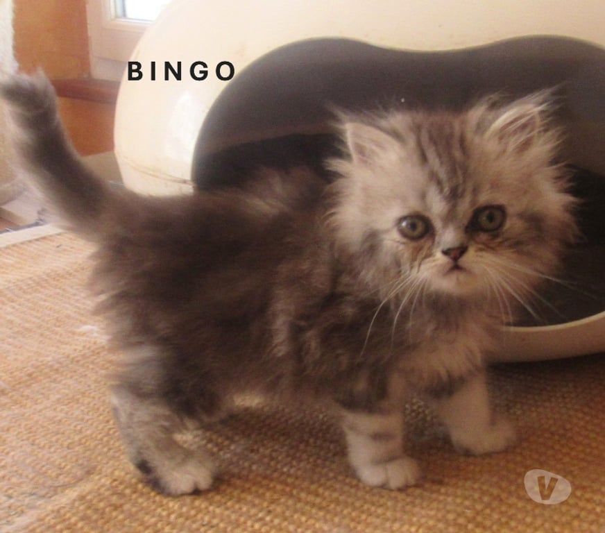 Vente Haute-Loire Javaugues - 43100 - Photos Vivastreet 3 SUPERBES CHATONS PERSANS MALES LOOF A RESERVER