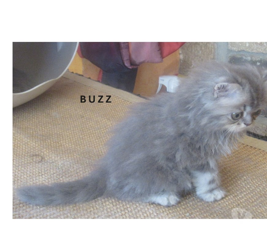 Vente Haute-Loire Javaugues - 43100 - Photos Vivastreet 3 SUPERBES CHATONS PERSANS MALES LOOF A RESERVER