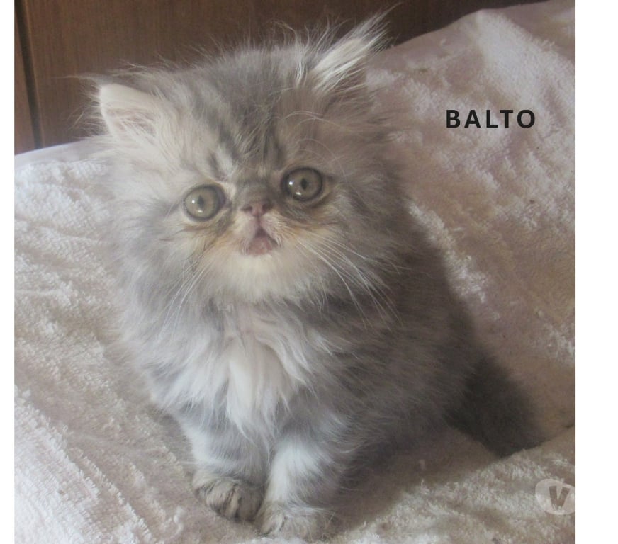 Vente Haute-Loire Javaugues - 43100 - Photos Vivastreet 3 SUPERBES CHATONS PERSANS MALES LOOF A RESERVER