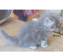 Photos Vivastreet 3 SUPERBES CHATONS PERSANS MALES LOOF A RESERVER