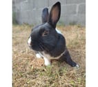 Vertou - Loire-Atlantique — Papillon, lapin nain à adopter