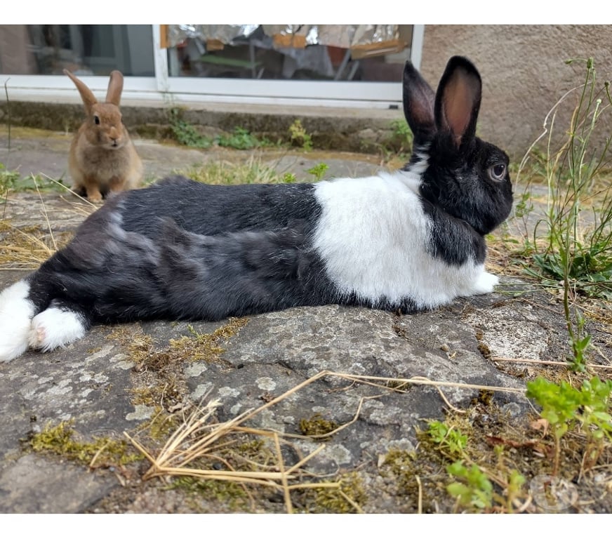 Vente Loire-Atlantique Vertou - 44120 - Photos Vivastreet Papillon, lapin nain à adopter