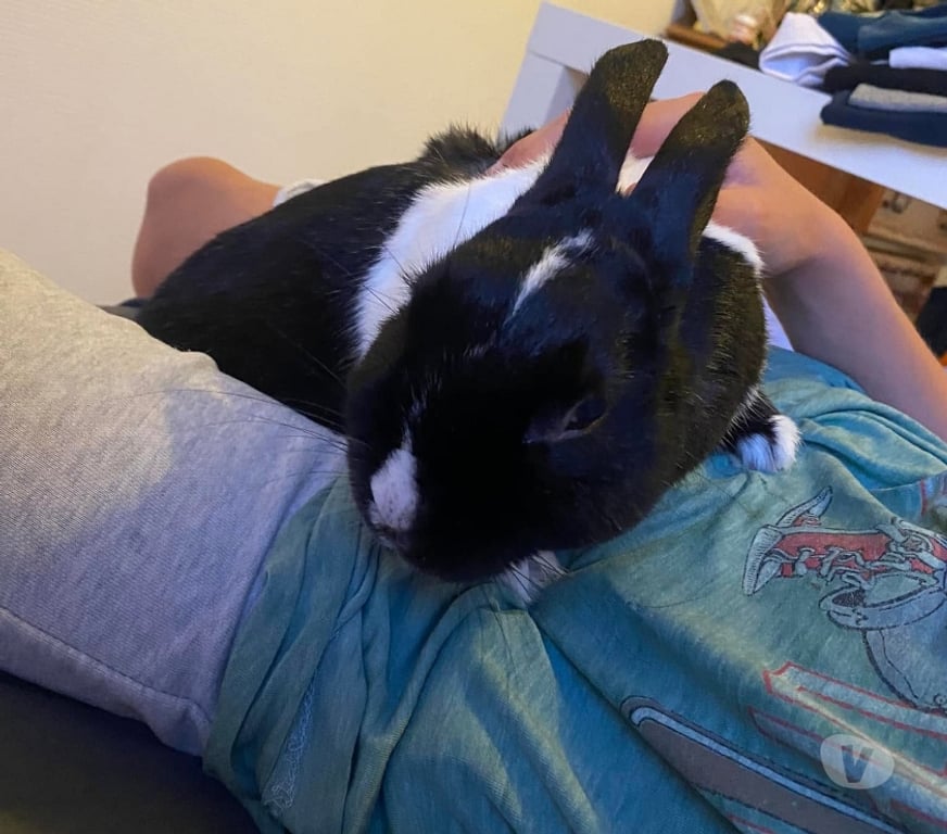 Vente Loire-Atlantique Vertou - 44120 - Photos Vivastreet Papillon, lapin nain à adopter