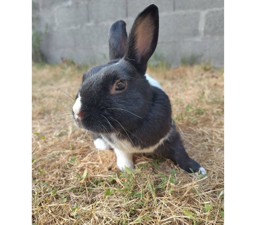 Vente Loire-Atlantique Vertou - 44120 - Photos Vivastreet Papillon, lapin nain à adopter