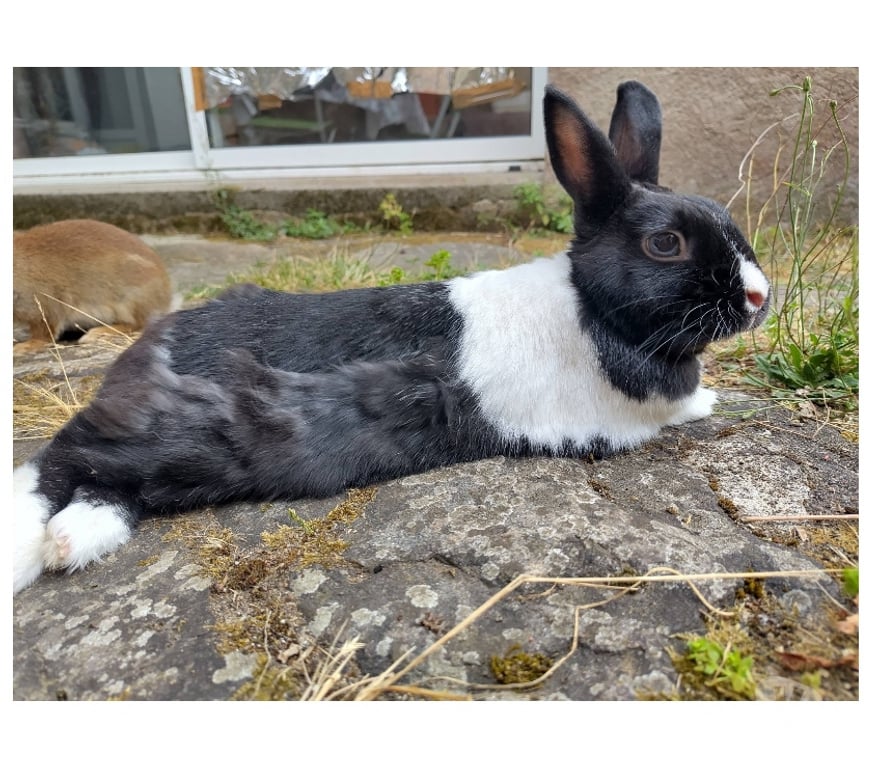 Vente Loire-Atlantique Vertou - 44120 - Photos Vivastreet Papillon, lapin nain à adopter