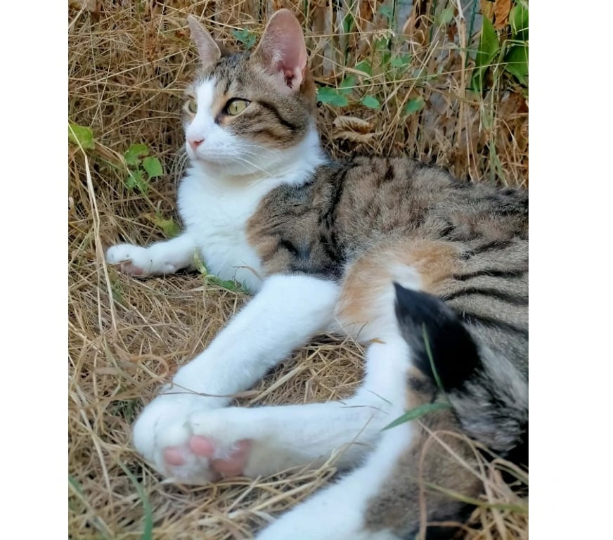 Vente Maine-et-Loire Champtoceaux - 49270 - Photos Vivastreet Raoul, chat à adopter