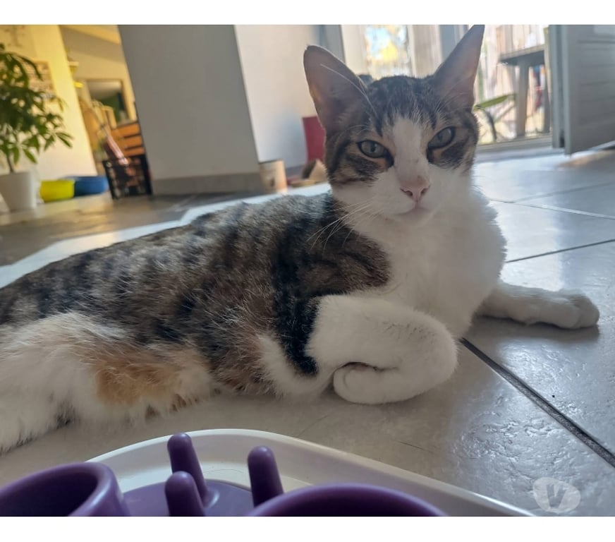 Vente Maine-et-Loire Champtoceaux - 49270 - Photos Vivastreet Raoul, chat à adopter