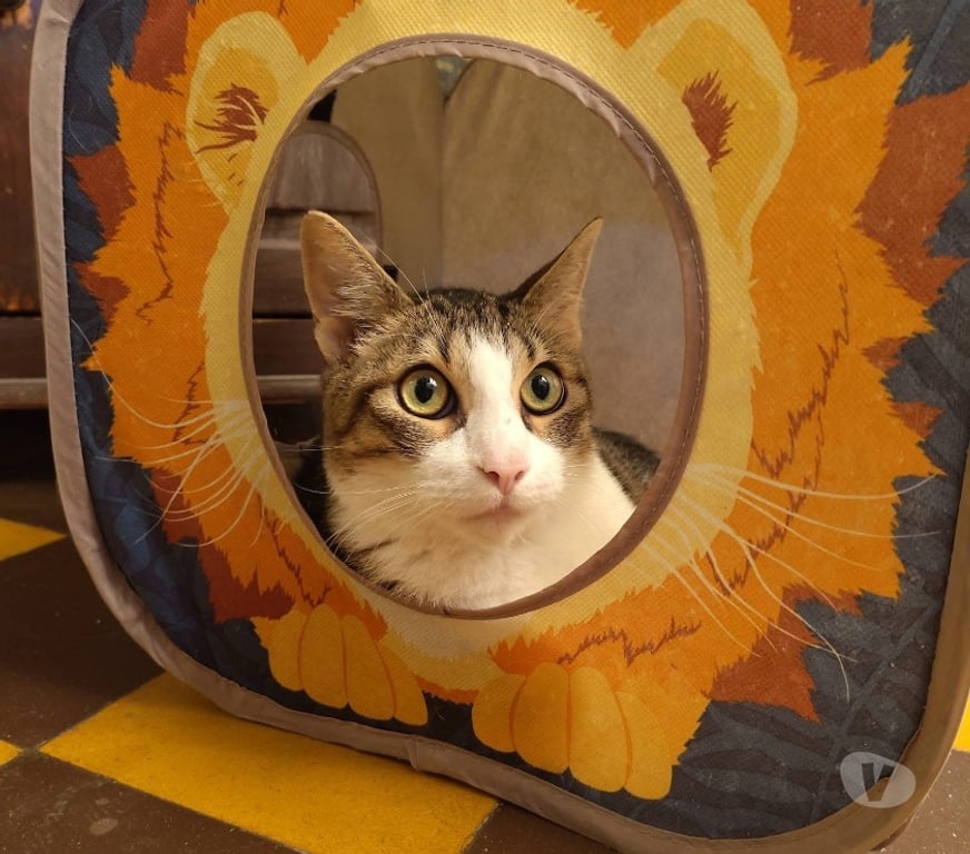 Vente Maine-et-Loire Champtoceaux - 49270 - Photos Vivastreet Raoul, chat à adopter