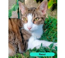 Photos Vivastreet Raoul, chat à adopter