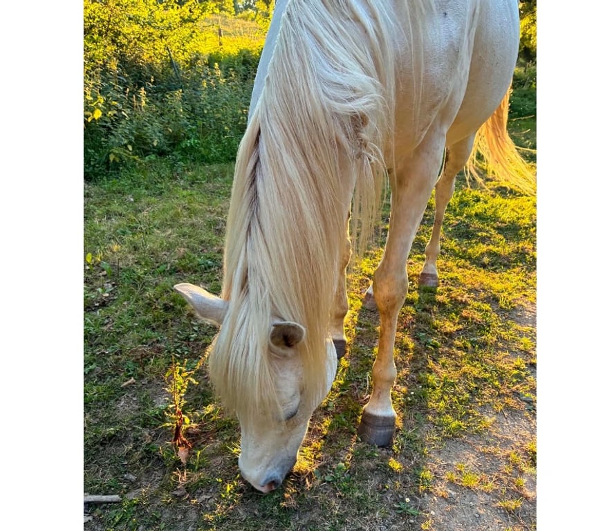 Vente Loire-Atlantique La Baule - 44500 - Photos Vivastreet Elijah, cheval à adopter
