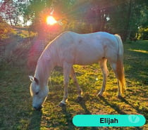 Photos Vivastreet Elijah, cheval à adopter