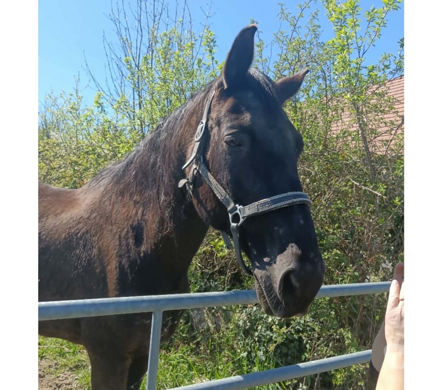 Vente Cher Baugy - 18800 - Photos Vivastreet Fine, cheval à adopter