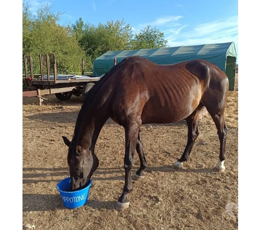 Vente Cher Baugy - 18800 - Photos Vivastreet Fine, cheval à adopter