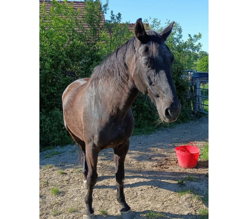Vente Cher Baugy - 18800 - Photos Vivastreet Fine, cheval à adopter