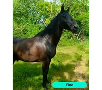 Photos Vivastreet Fine, cheval à adopter