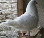 Bagneaux sur Loing - Seine-et-Marne — Pigeons de chair
