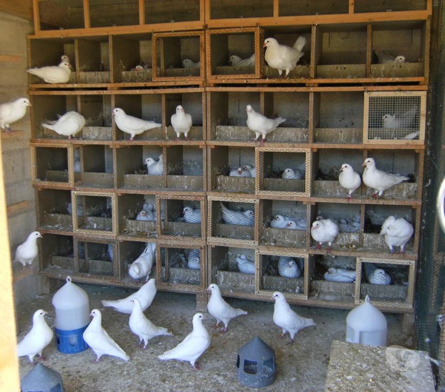 Vente Seine-et-Marne Bagneaux sur Loing - 77167 - Photos Vivastreet Pigeons de chair