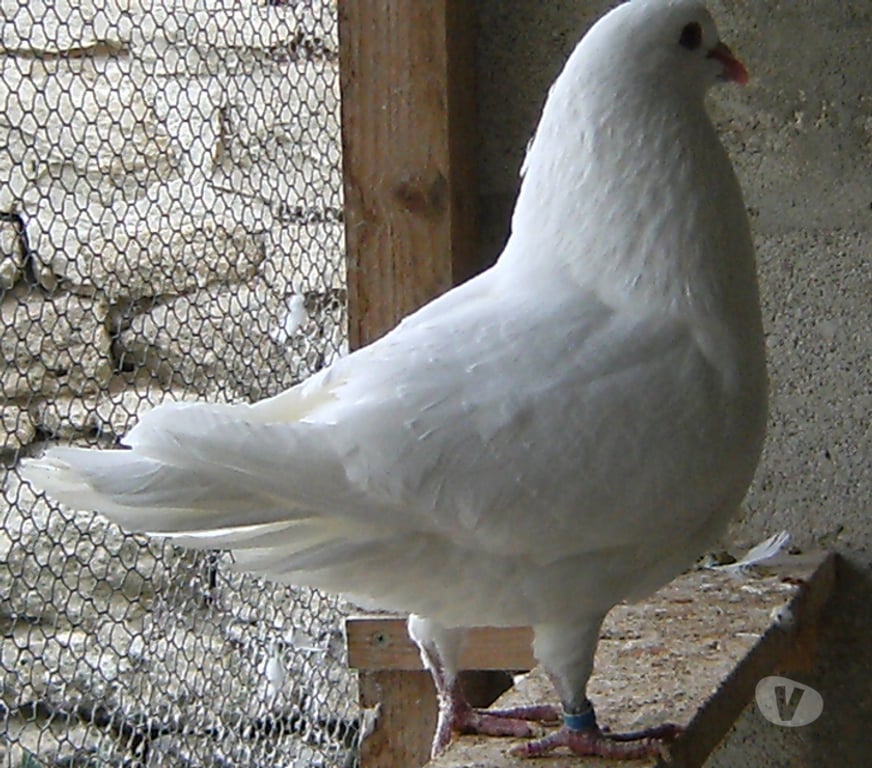 Vente Seine-et-Marne Bagneaux sur Loing - 77167 - Photos Vivastreet Pigeons de chair