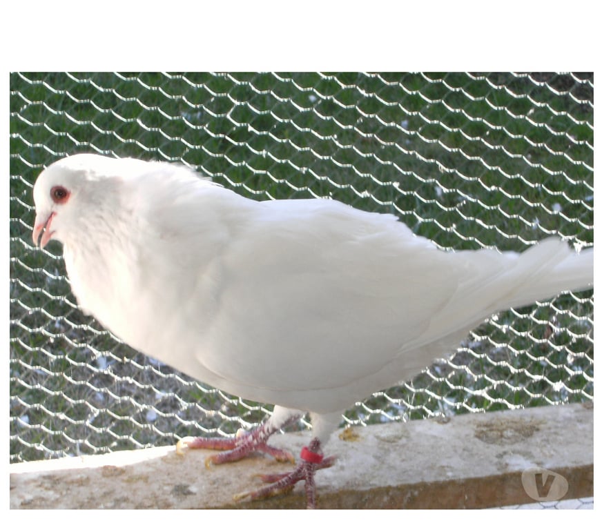 Vente Seine-et-Marne Bagneaux sur Loing - 77167 - Photos Vivastreet Pigeons de chair