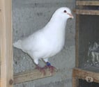 Bagneaux sur Loing - Seine-et-Marne — Pigeons reproducteurs hubbell blanc