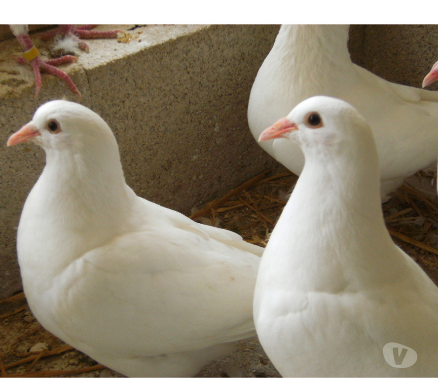 Vente Seine-et-Marne Bagneaux sur Loing - 77167 - Photos Vivastreet Pigeons reproducteurs hubbell blanc